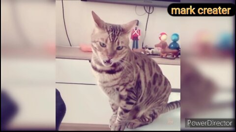 Funny cats that will make you laugh countless times 😼 funny pets video