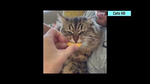 Funny Cats Videos 2022 || Best Of The 2022 || Funny Cat Videos || 😂 By Persian Cats Zone