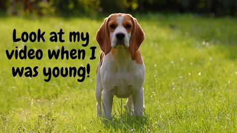 A playful Beagle puppy.