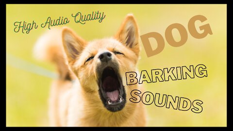 DOG BARKING SOUNDS | High Quality |