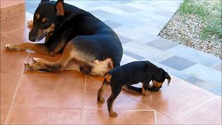 Dog runs out of patience as puppy chews on his tail