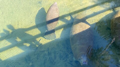 Homosassa springs wildlife park! (The next video in the Florida adventure)