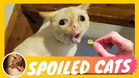 Spoiled Cats | 😺Cute And Funny Cat Videos Compilation Spoiled Cats 2021 - #01 Spoiled Cat