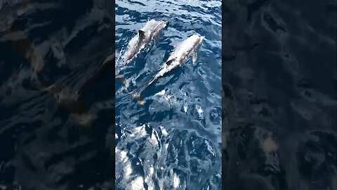 Dolphin Serenade: Playful Nature Sounds #Shorts