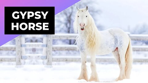 Gypsy Horse 🐴 One Of The Most Beautiful Horses In The World #shorts