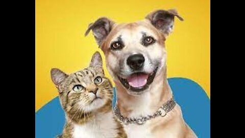 Dogs and Cats - FUNNY ANIMALS