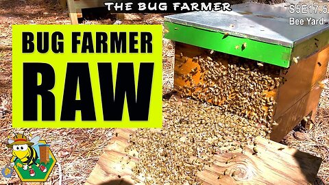 Raw Beekeeping with Bug Farmer | Filmed 100% on my cell phone. #beekeeping
