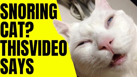 Snoring cat? this video says