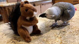 Squirrel stuffed animal shares treat with a friendly talking parrot