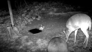 A cat and some deer share the water hole