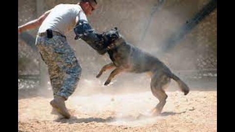 Guard Dog Training easy Step by Step!