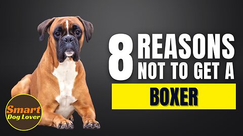 8 Reasons Why You SHOULD NOT Get a Boxer