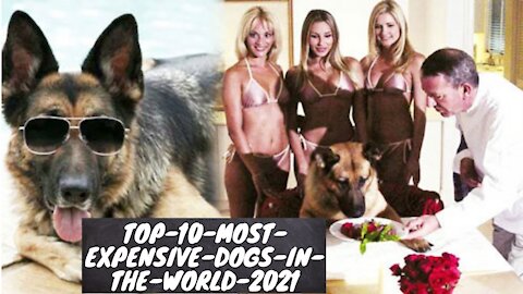 TOP 10 Most Expensive Dogs In The World 2021!