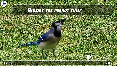 Our blue jay peanut thief