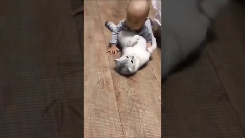 Funniest and Cutest Tiktok Cats 2022 #cute #tiktok #funnyanimals #funnyvideos #viral #cat