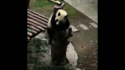 Cute Panda 🐼 in Zoo | #Shorts #Animals