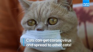 Cats can get coronavirus and spread to other cats!
