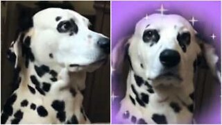 This dog knows exactly how Instagram's filters work