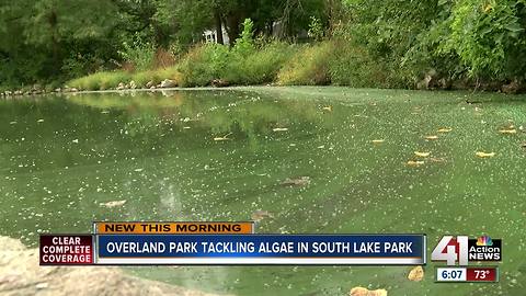 Overland Park hopes 'floating wetland' will reduce algae on South Lake