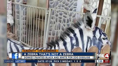 A zoo is accused of painting a donkey and passing it off as a zebra
