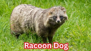 Unmasking Nature's Raccoon Dog