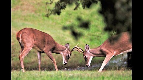 Las peores peleas de animales salvajes 😱👌