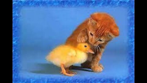 Survival struggle between kitten cat and chicks