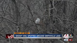 Rare snowy owl spotted at Smithville Lake