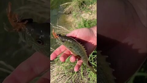 Green Sunfish on a Micro Jika rigged Finesse Craw! #panfish #creekfishing #bluegill #shorts #fishing