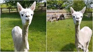 This is what an alpaca without its wool looks like