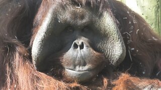 Rare footage of orangutan male playing with his baby