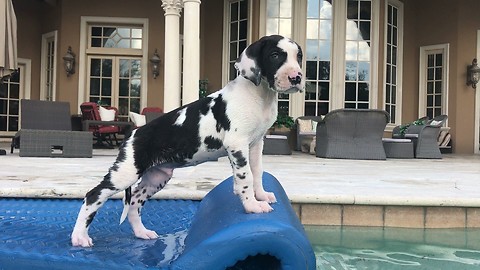 Funny Talkative Great Dane Puppy Enjoys Pool Time