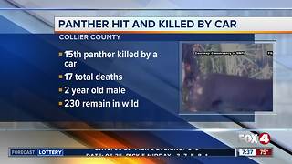 Panther hit and killed by car