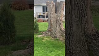 Squirrel family frolicking.