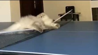Gato delira com ténis de mesa!
