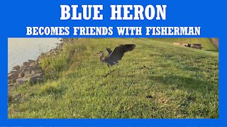 BLUE HERON BECOMES FRIENDS WITH FISHERMAN