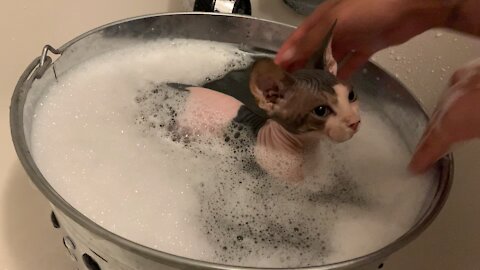 Baby SPHYNX KITTEN enjoys his bath!!!