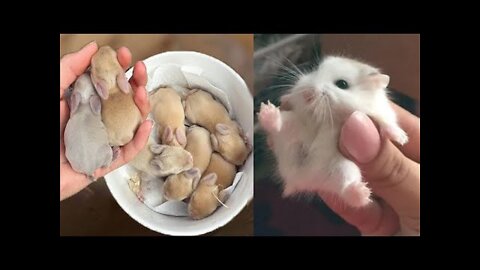 Cute baby animals Videos Compilation cute moment of the animals -AhmeeCreations