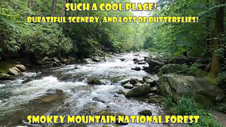 Such A Cool Place! Beautiful Scenery and a lot of butterflies! Smoky Mountains National Forest.