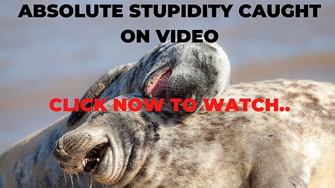 Animals Pure Stupidity - Pure Stupidity Hilarious Animals Caught on Video
