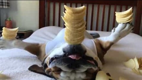 Bulldog med den mest fantastiske balansen noensinne!