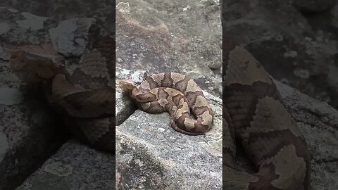 VENOMOUS Eastern Copperhead! #snakes #herping #shorts