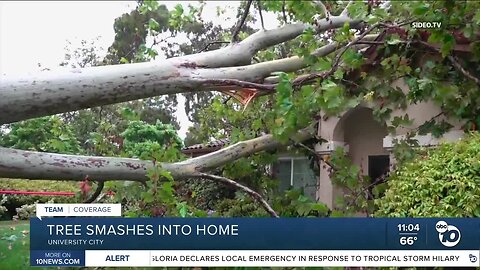 Tree falls on home in University City as Hilary's wind and rain rolls through