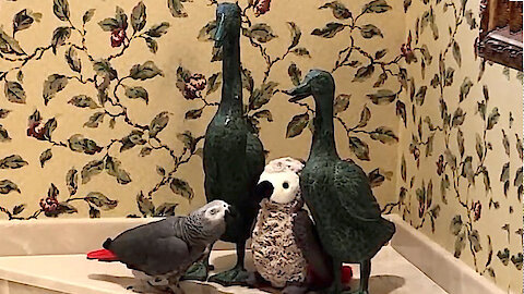 Romantic parrot wants a secret tryst with look-alike toy parrot