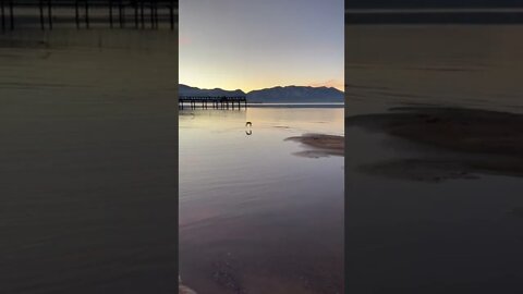 Ducks fly low in lake Tahoe with amazing sunset: number 3 #shorts