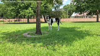 Great Dane totally fascinated with dragon fly