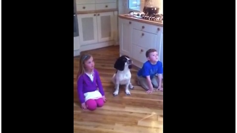 Dog Loves Performing Tricks With Her Human Siblings
