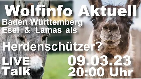 Wolfinfo Aktuell LIVE Talk 19 ( Baden Württemberg: Esel & Lamas als Herdenschützer? )