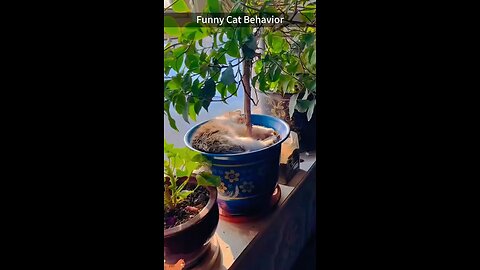 funny cat behavior