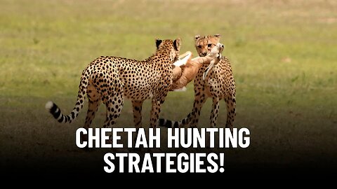 Unveiling the Mystery: Why Do Cheetahs Hunt During the Day?